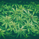 iStock